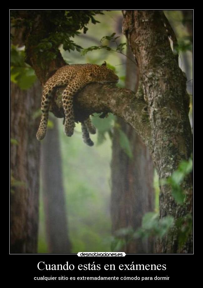 Cuando estás en exámenes - cualquier sitio es extremadamente cómodo para dormir