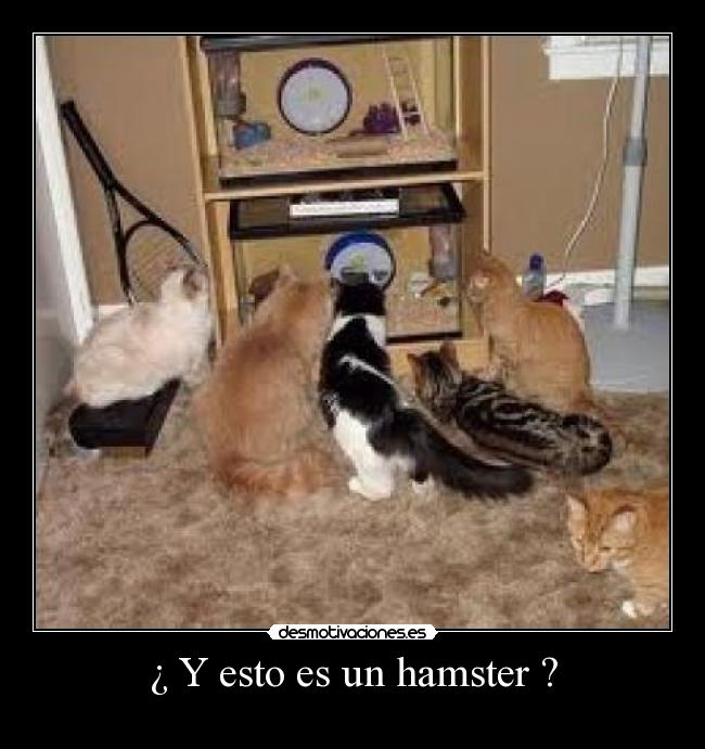 ¿ Y esto es un hamster ? - 