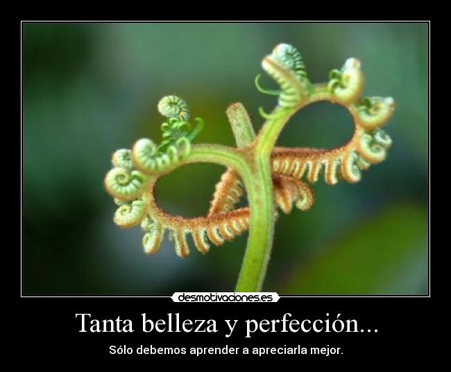 Tanta belleza y perfección... - Sólo debemos aprender a apreciarla mejor.