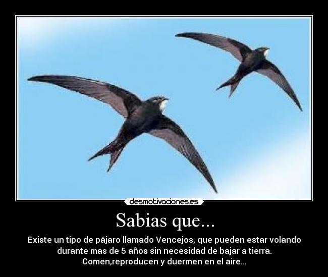 Sabias que... - 