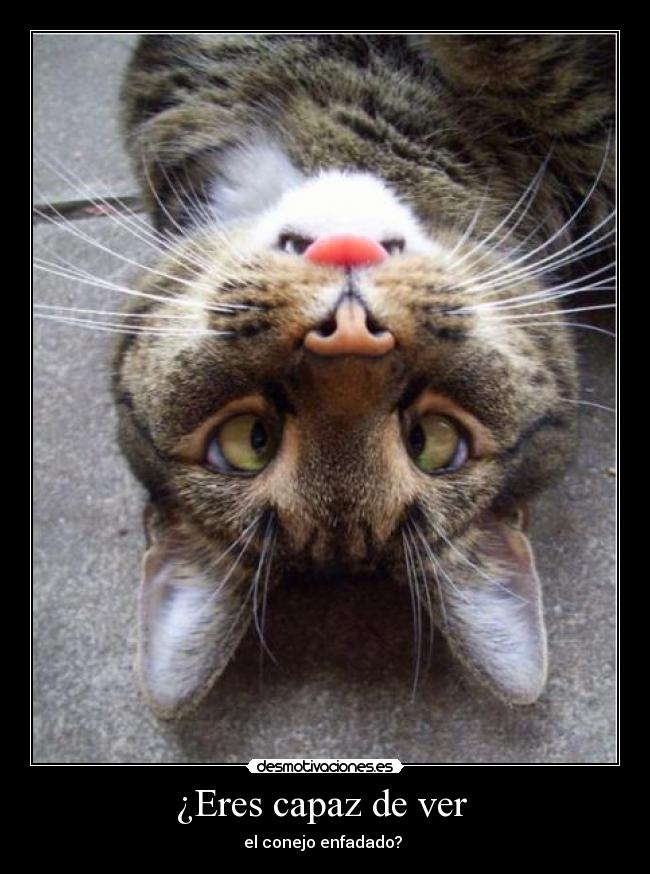 ¿Eres capaz de ver -