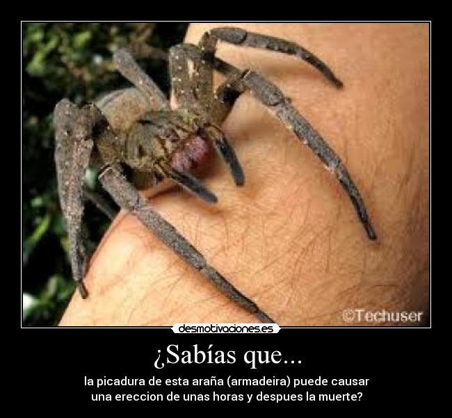 ¿Sabías que... - la picadura de esta araña (armadeira) puede causar
una ereccion de unas horas y despues la muerte?