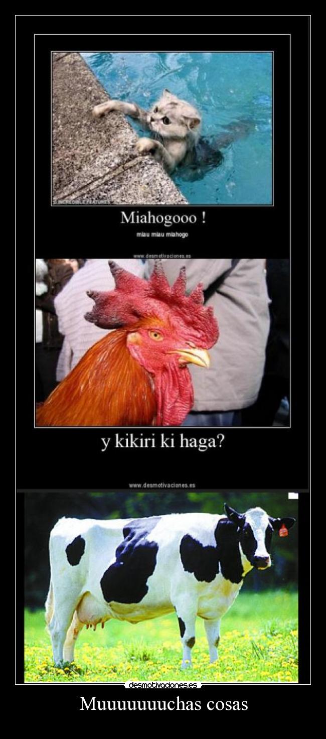 carteles vaca desmotivaciones