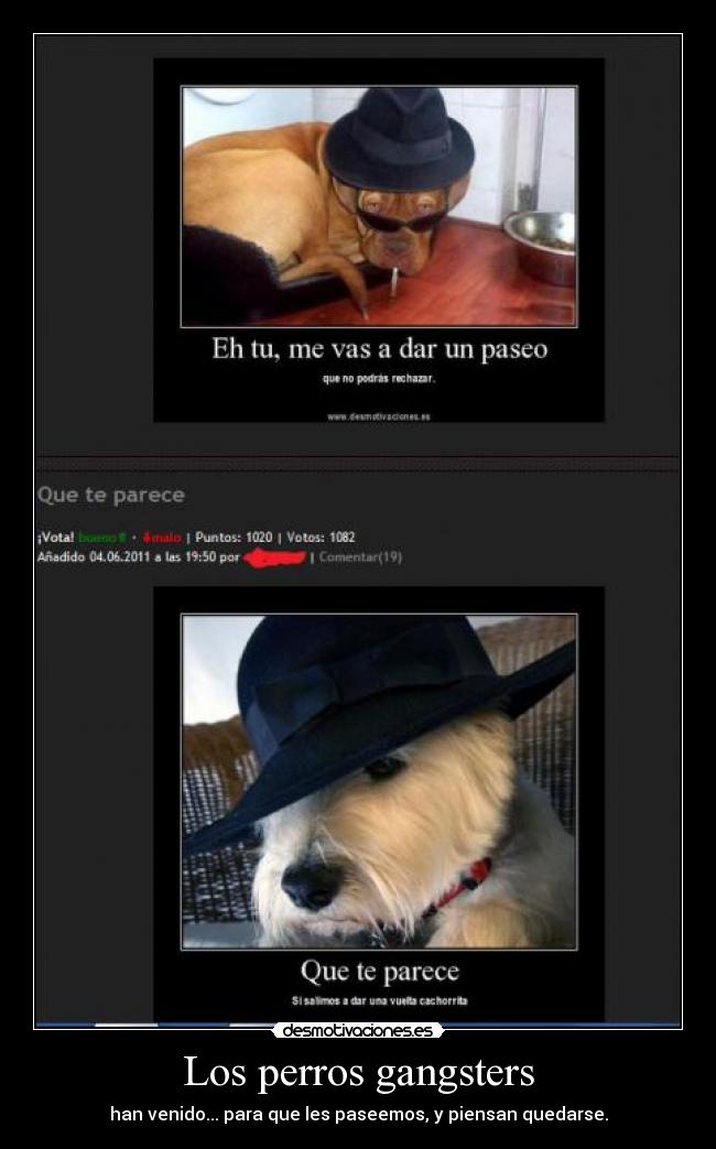 Los perros gangsters - han venido... para que les paseemos, y piensan quedarse.