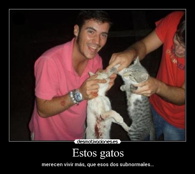 Estos gatos -