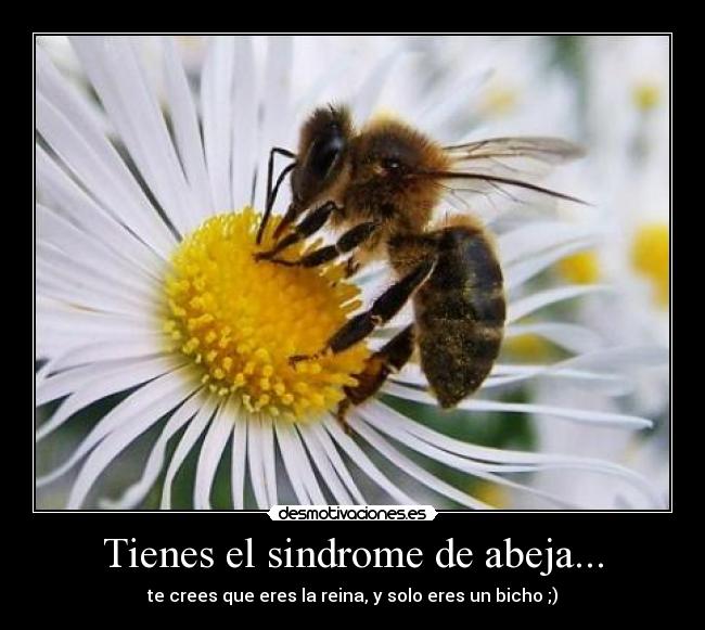 Tienes el sindrome de abeja... - 