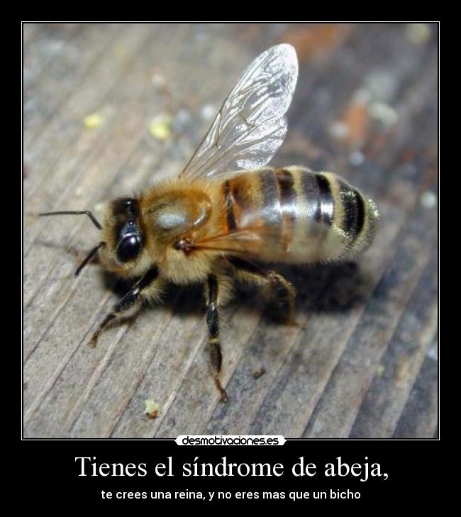 Tienes el síndrome de abeja, - te crees una reina, y no eres mas que un bicho