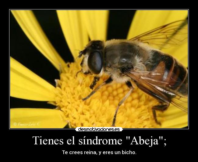 Tienes el síndrome Abeja; - 