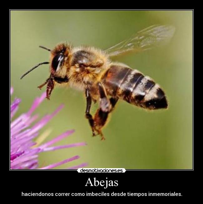 Abejas - 