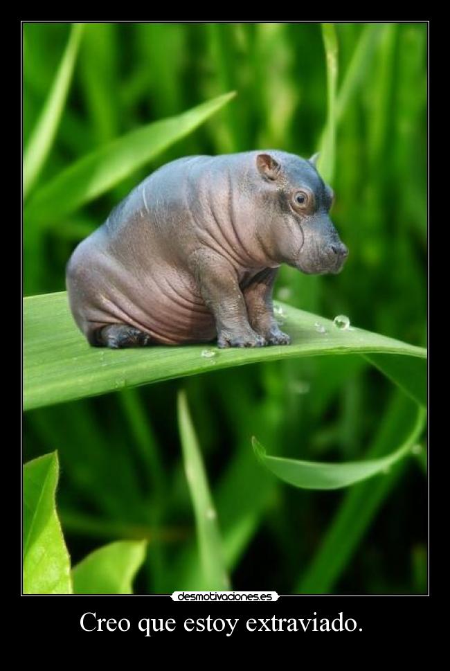 carteles extraviado hipopotamo masterjay desmotivaciones desmotivaciones