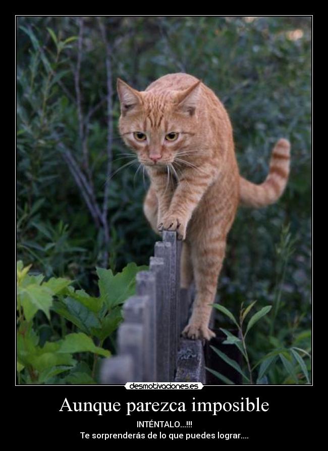 Aunque parezca imposible - INTÉNTALO...!!!
Te sorprenderás de lo que puedes lograr....