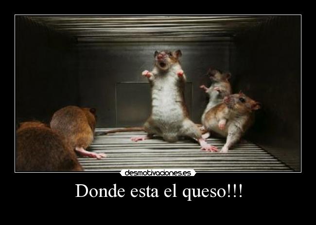Donde esta el queso!!! -