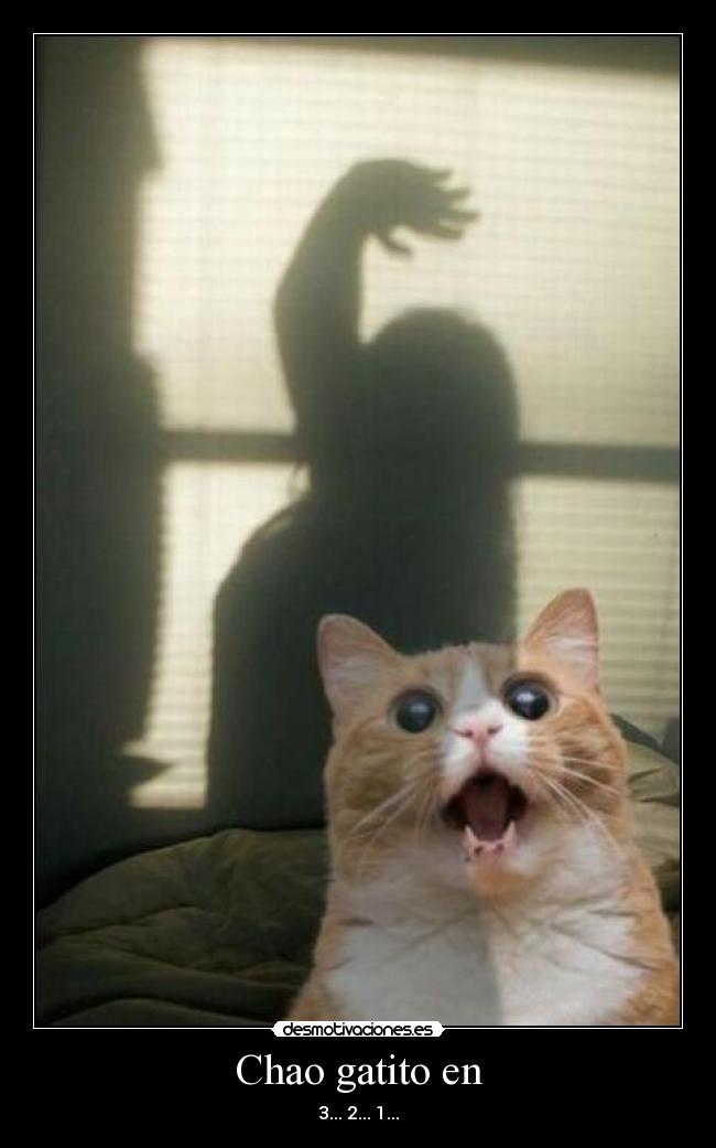 Chao gatito en -