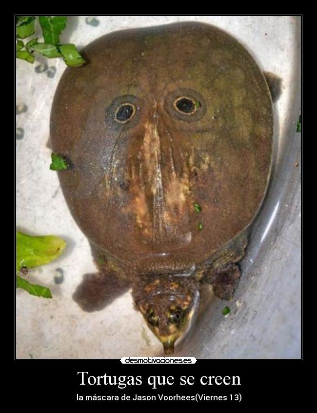 Tortugas que se creen - 