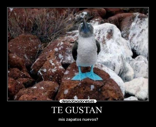 TE GUSTAN - mis zapatos nuevos?