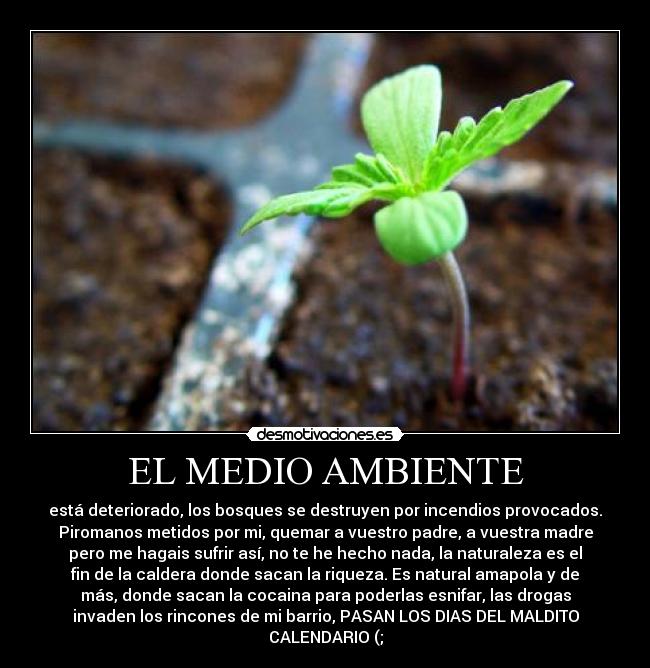 EL MEDIO AMBIENTE -