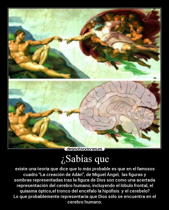 ¿Sabías que - existe una teoría que dice que lo más probable es que en el famosos
cuadro “La creación de Adán”, de Miguel Ángel, las figuras y
sombras representadas tras la figura de Dios son como una acertada
representación del cerebro humano, incluyendo el lóbulo frontal, el
quiasma óptico,el tronco del encéfalo la hipófisis y el cerebelo?
Lo que probablemente representaría que Dios sólo se encuentra en el
cerebro humano.