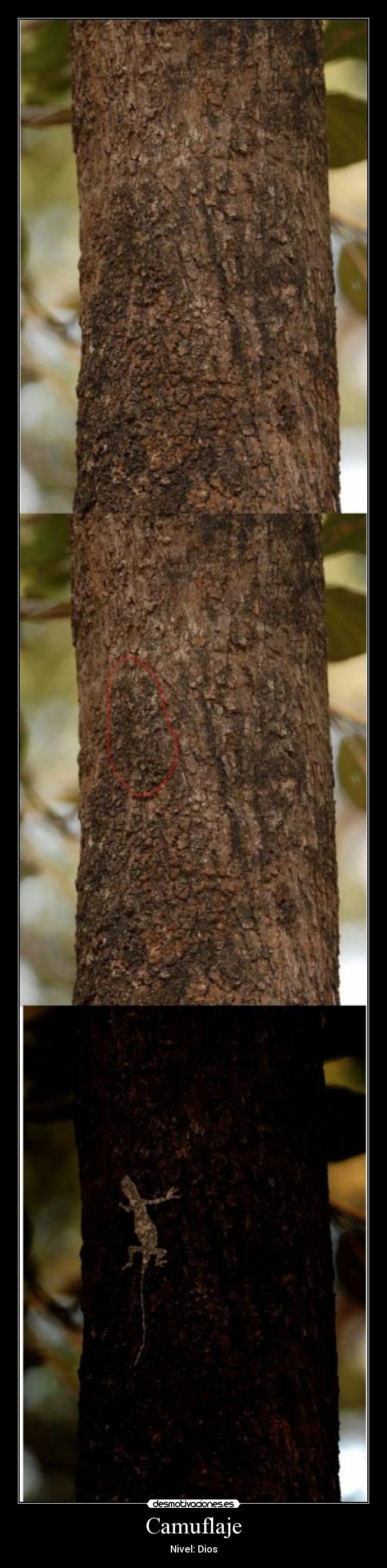 Camuflaje - Nivel: Dios