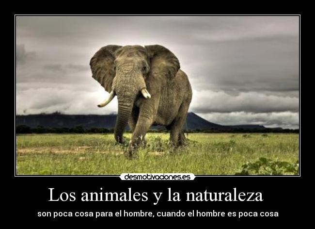 Los animales y la naturaleza  - son poca cosa para el hombre, cuando el hombre es poca cosa