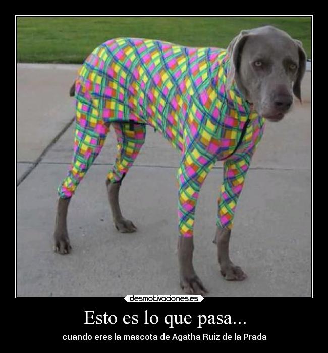 Esto es lo que pasa... - cuando eres la mascota de Agatha Ruiz de la Prada