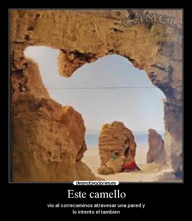 Este camello - 