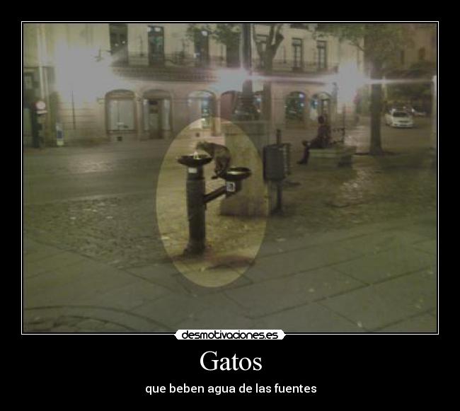 Gatos - 