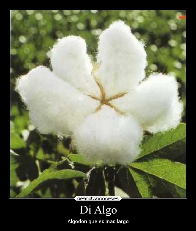 Di Algo - Algodon que es mas largo