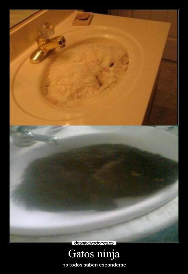 Gatos ninja - no todos saben esconderse