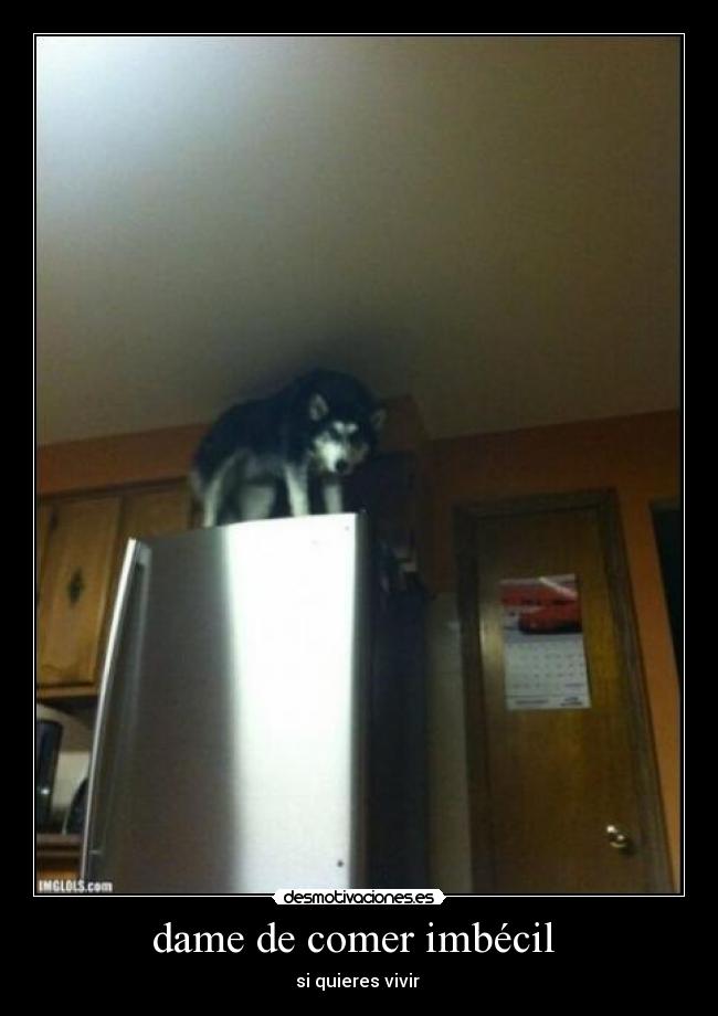 dame de comer imbécil - si quieres vivir