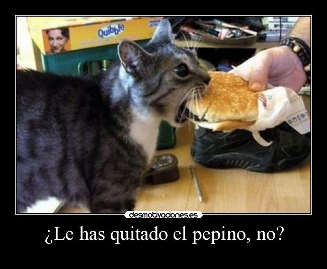 carteles gatoscomiendo hamburgesa desmotivaciones