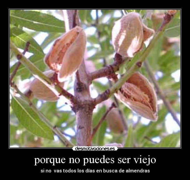 porque no puedes ser viejo - si no vas todos los días en busca de almendras