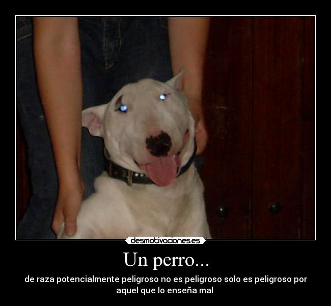 Un perro... -