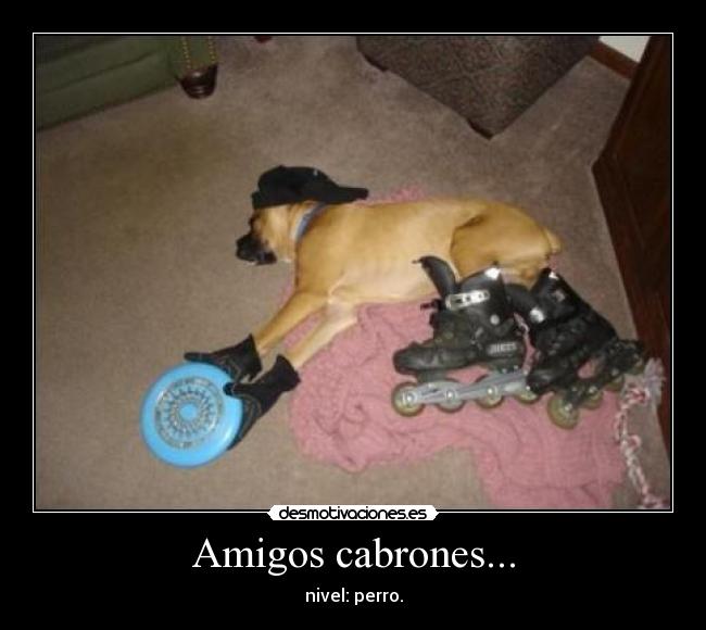 Amigos cabrones... - 