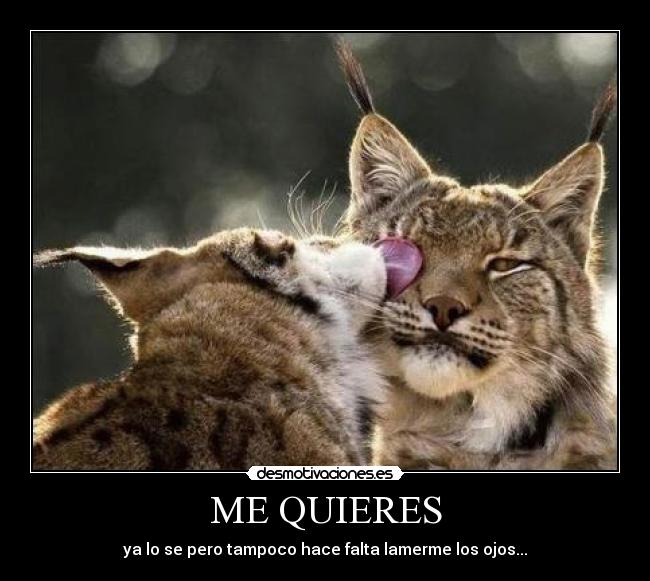 ME QUIERES - ya lo se pero tampoco hace falta lamerme los ojos...