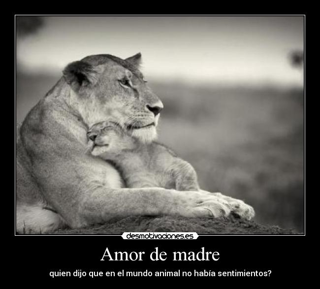 Amor de madre - quien dijo que en el mundo animal no había sentimientos?