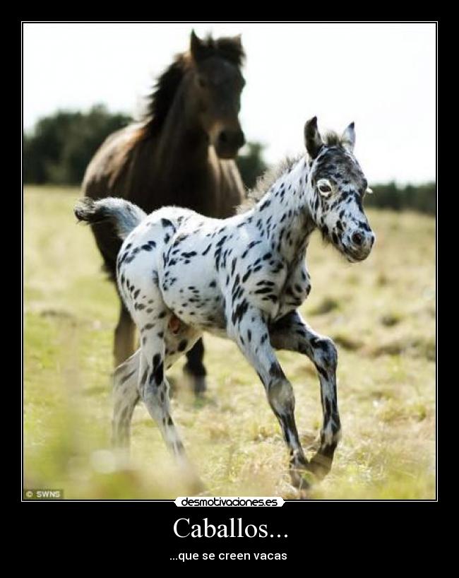 carteles caballos desmotivaciones