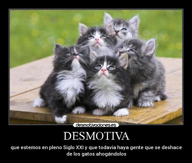 DESMOTIVA - que estemos en pleno Siglo XXI y que todavia haya gente que se deshace
de los gatos ahogándolos