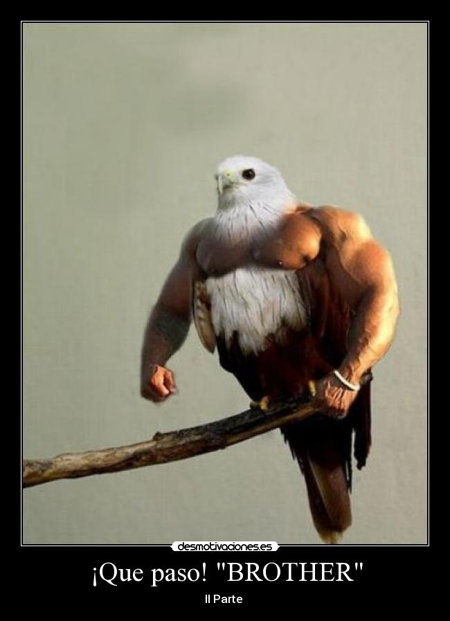 ¡Que paso! BROTHER - II Parte