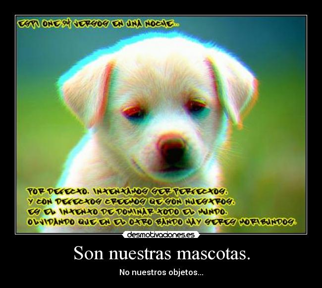 Son nuestras mascotas. - 