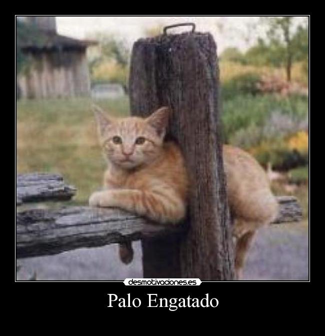 Palo Engatado -