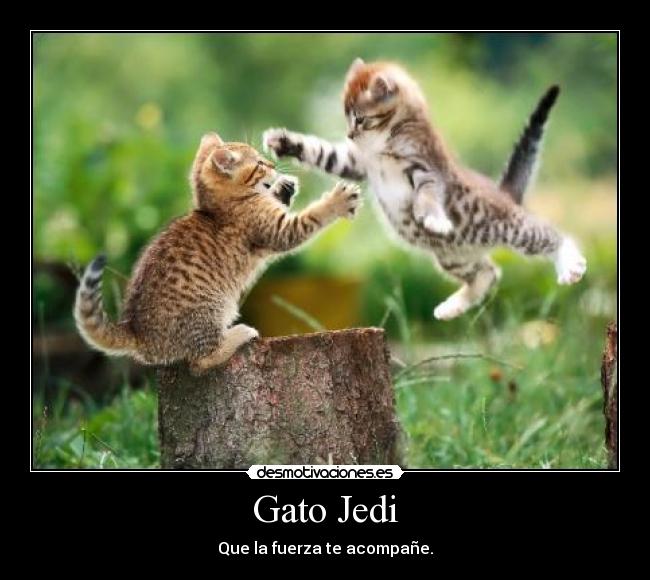 Gato Jedi - 