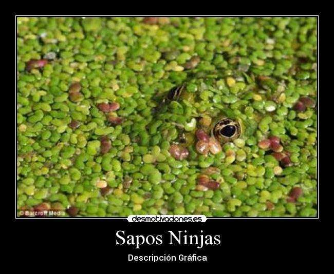 Sapos Ninjas - 