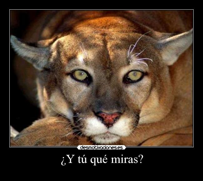 ¿Y tú qué miras? -