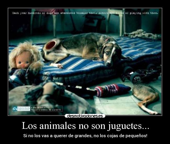 Los animales no son juguetes... - Si no los vas a querer de grandes, no los cojas de pequeños!