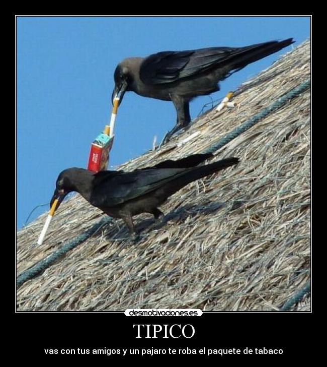 TIPICO - vas con tus amigos y un pajaro te roba el paquete de tabaco