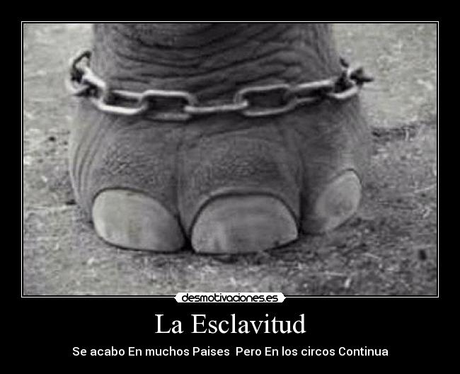La Esclavitud - Se acabo En muchos Paises Pero En los circos Continua