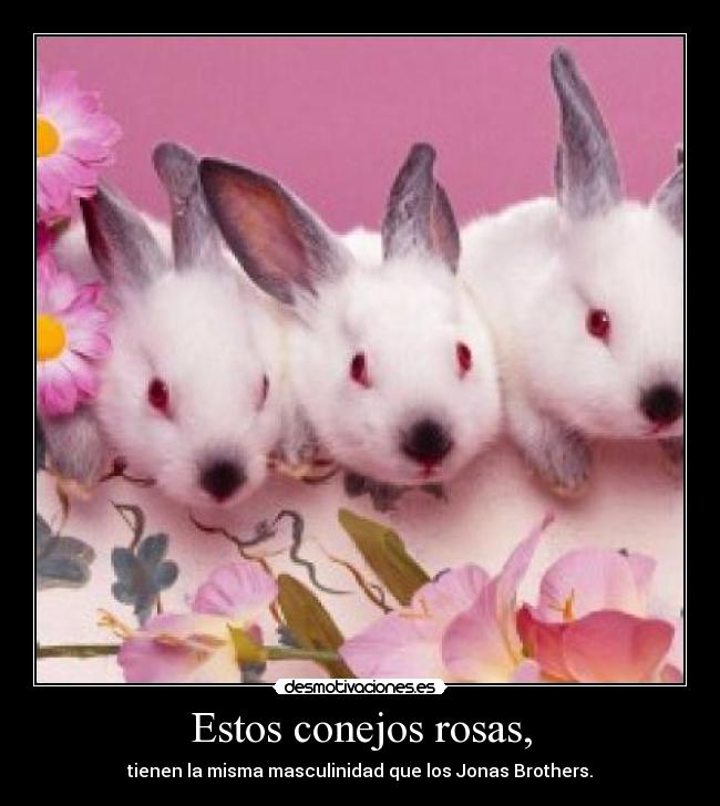 Estos conejos rosas, - tienen la misma masculinidad que los Jonas Brothers.