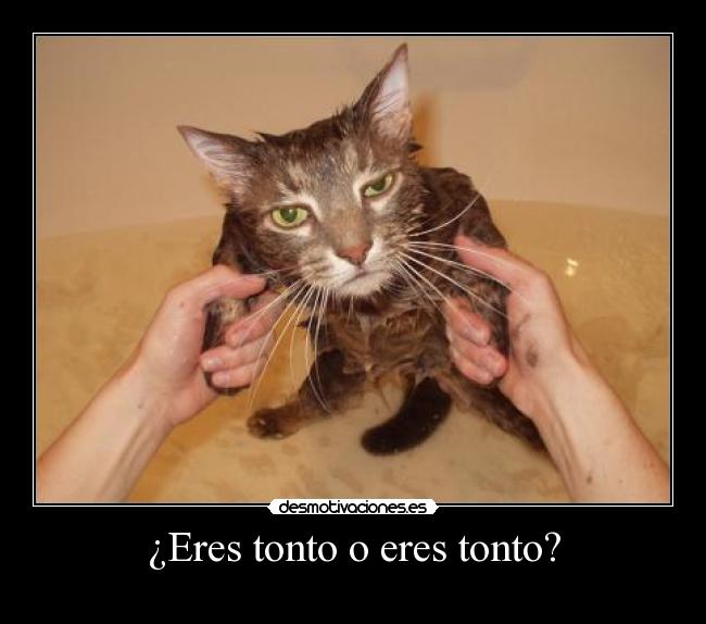 ¿Eres tonto o eres tonto? - 