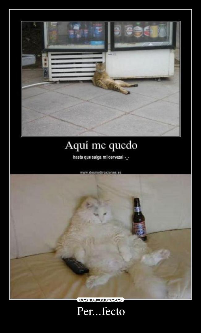 carteles perfecto desmotivaciones