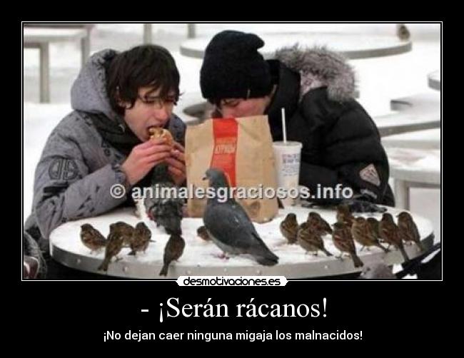- ¡Serán rácanos! - ¡No dejan caer ninguna migaja los malnacidos!